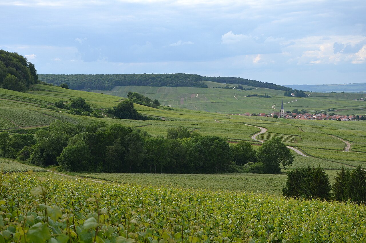 Vineyards on the Montagne de Reims in Champagne